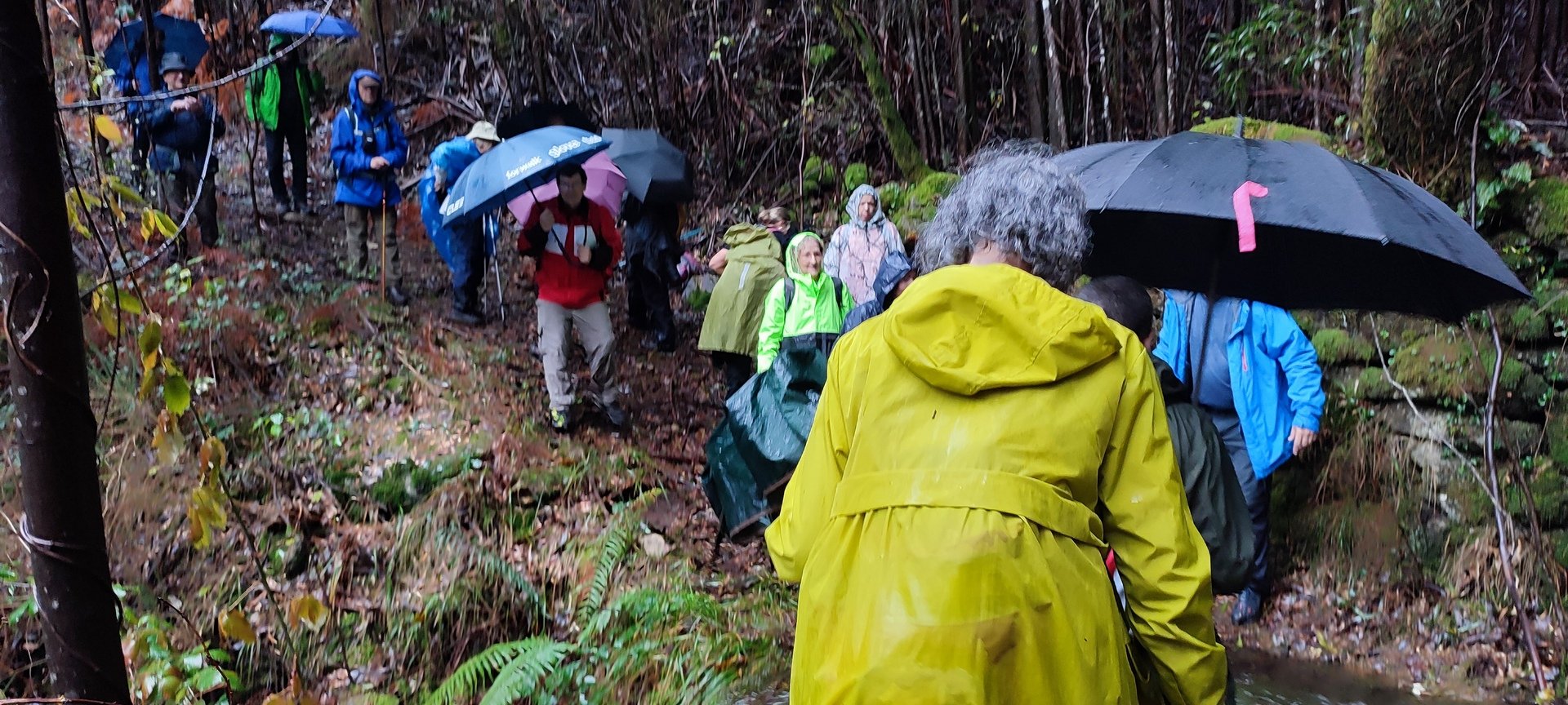 Caminhada de S. Martinho- Trilho do Pé do Negro